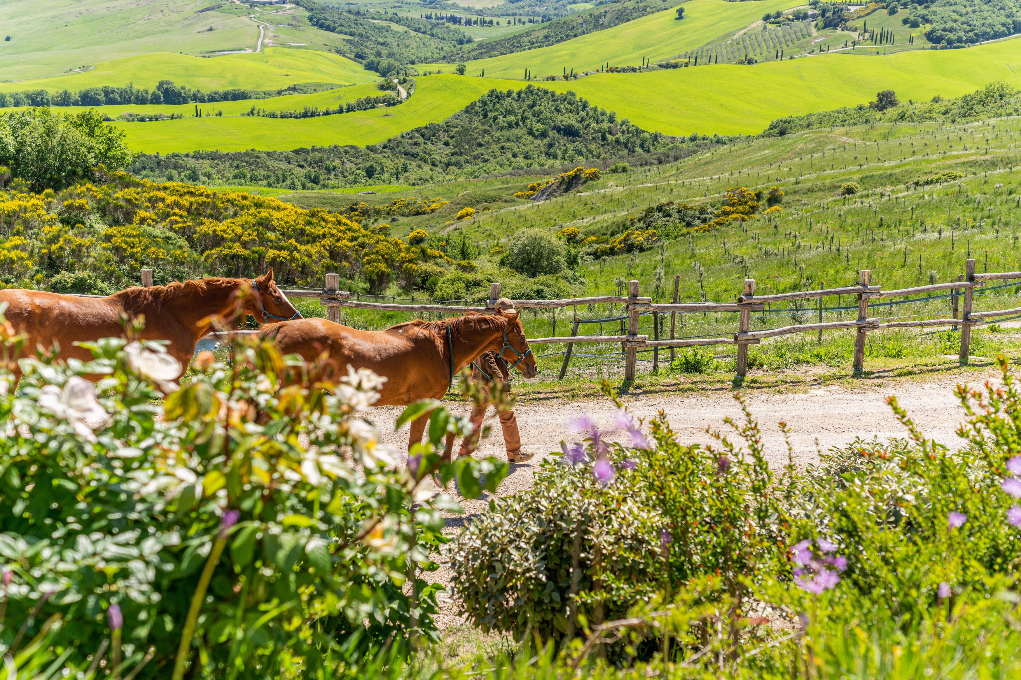 Podere Val D'Orcia - Tuscany Equestrian Sarteano Dış mekan fotoğraf